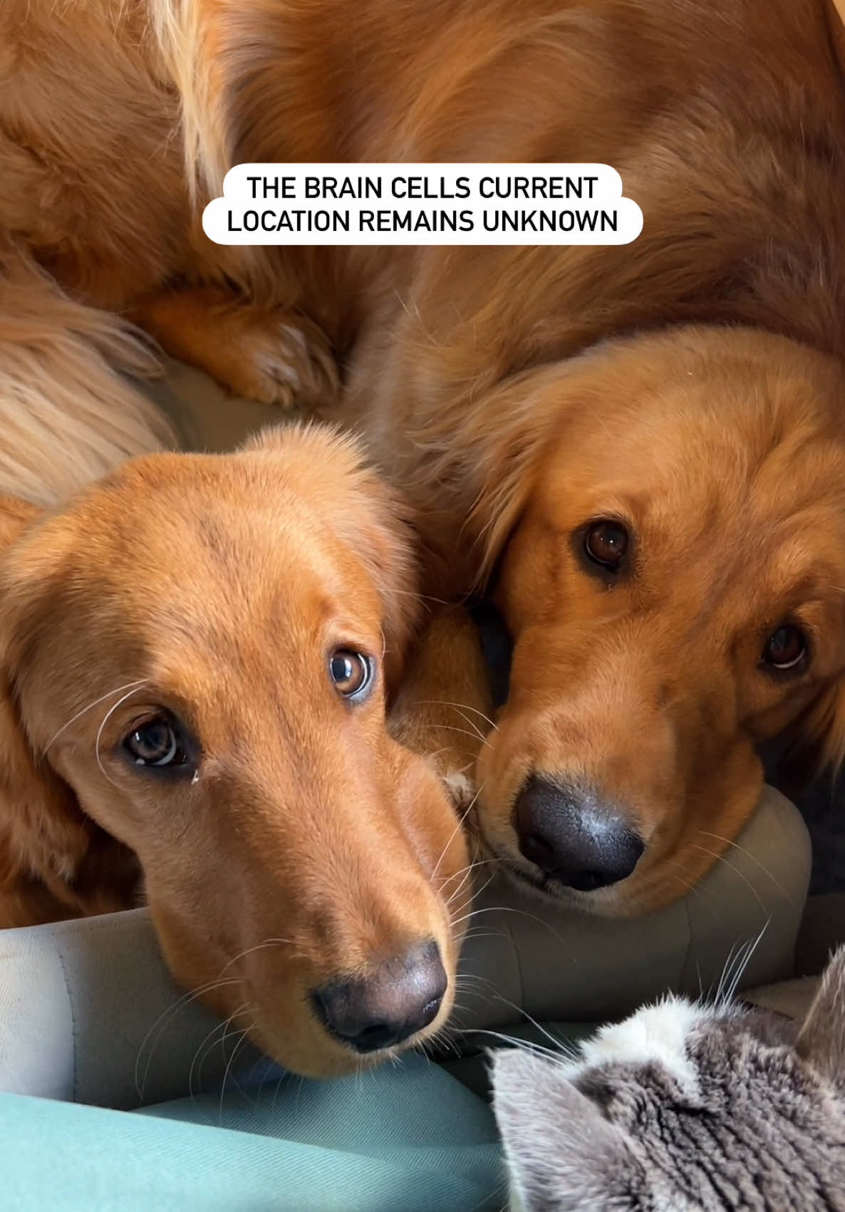 @Pacha and Bucket the Goldens