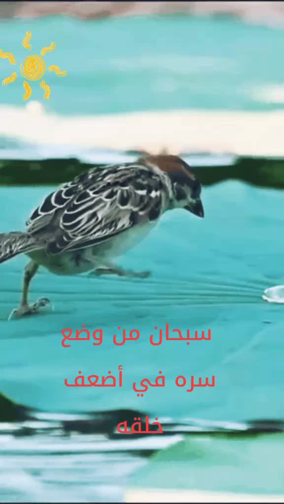@meryflower001