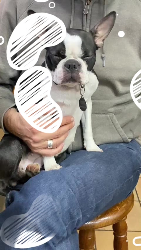 @Pipa 🐾 The Boston