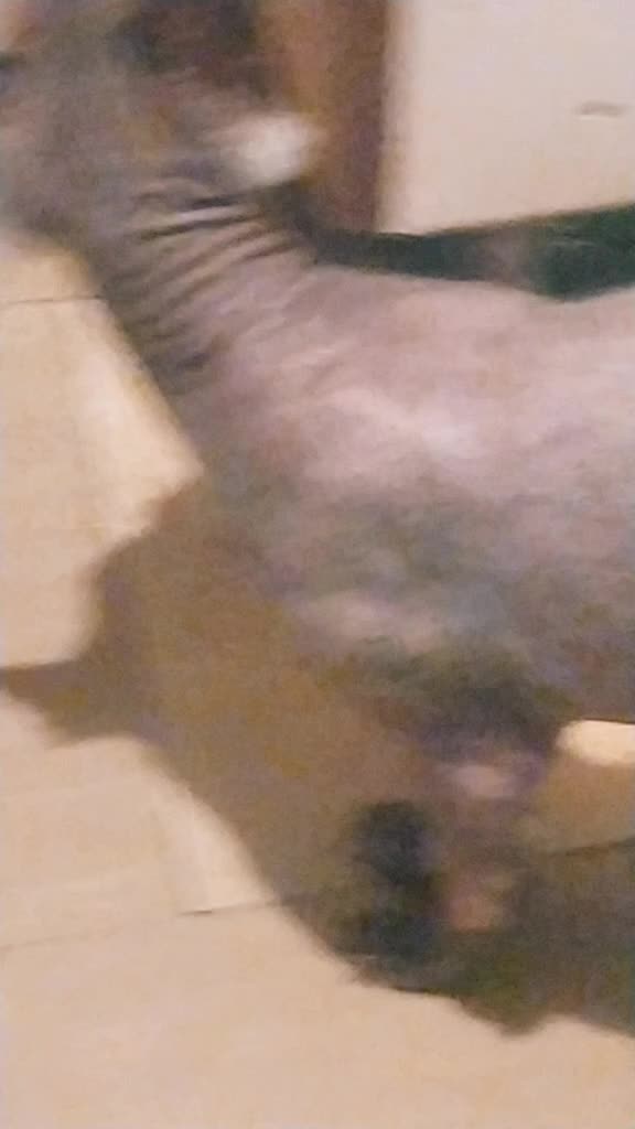 @котик Буба