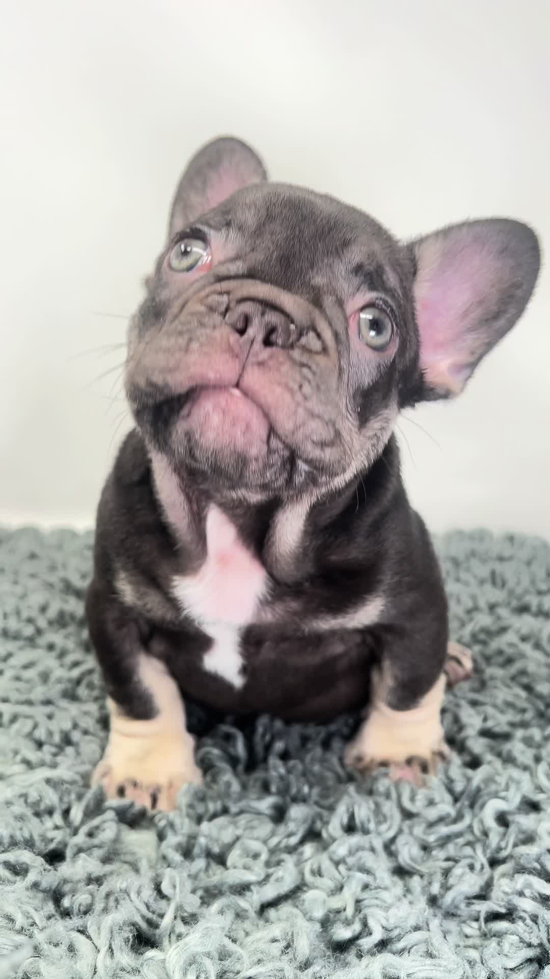 @Flatfacebullyz