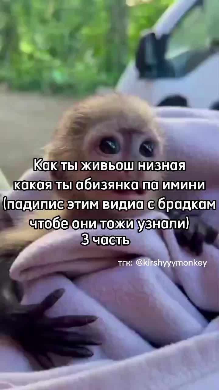 @🍌Киршу Монке🍌