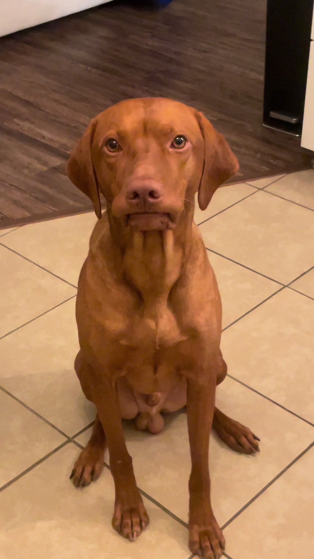 @Tycho the vizsla