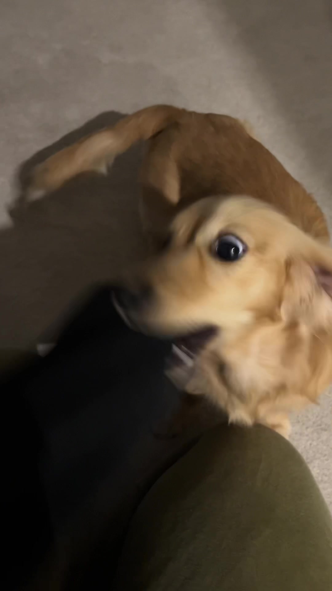 @WOLFIE