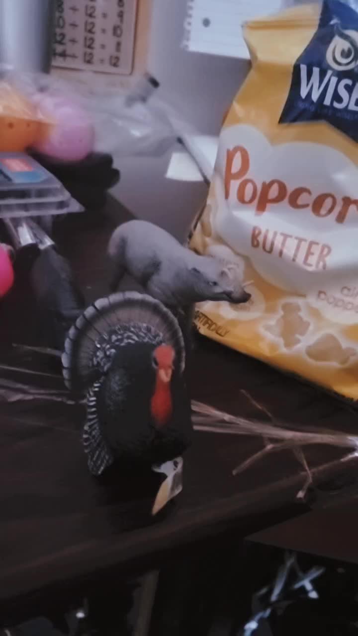 @Toy Tiktok
