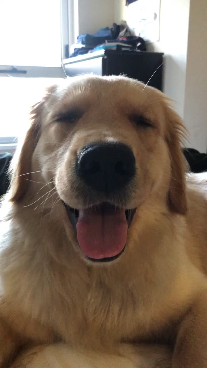 @Sunshine the Golden