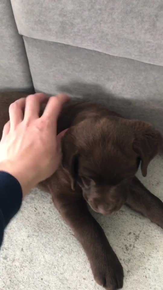 @MoccaChocoalateLab