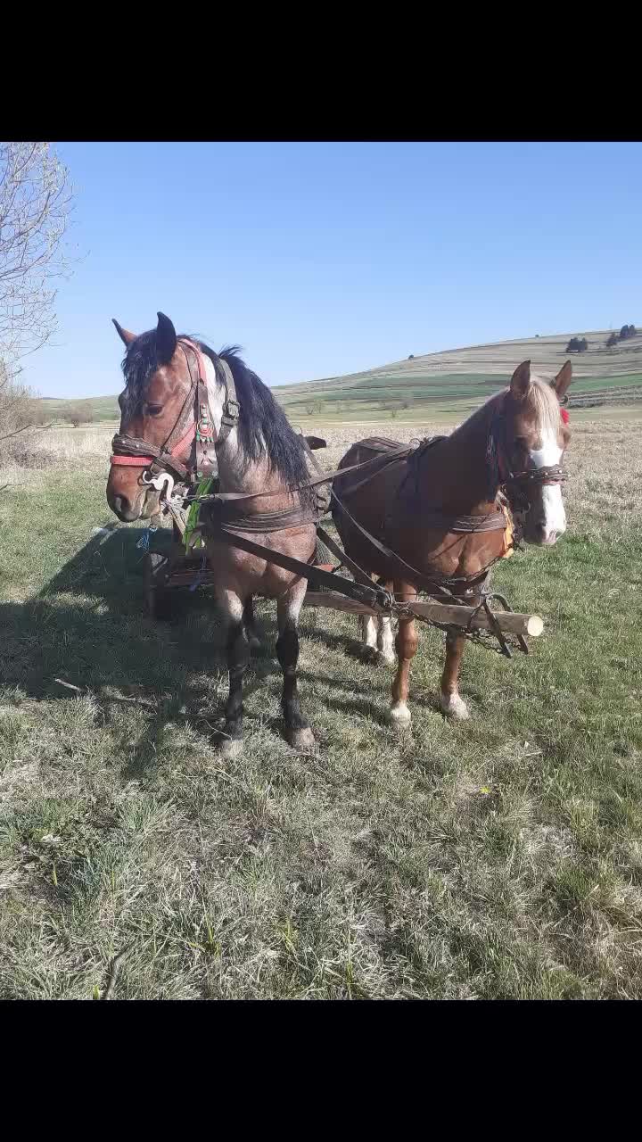 @Monika Tam&aacute;s219