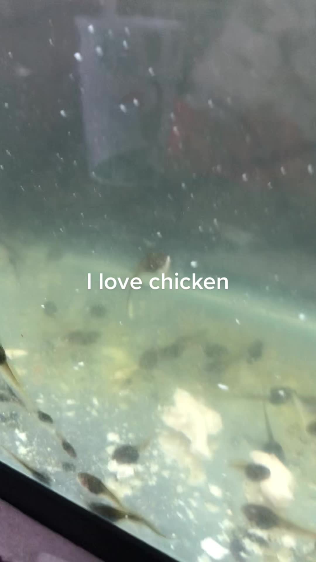 @Life With Tadpoles