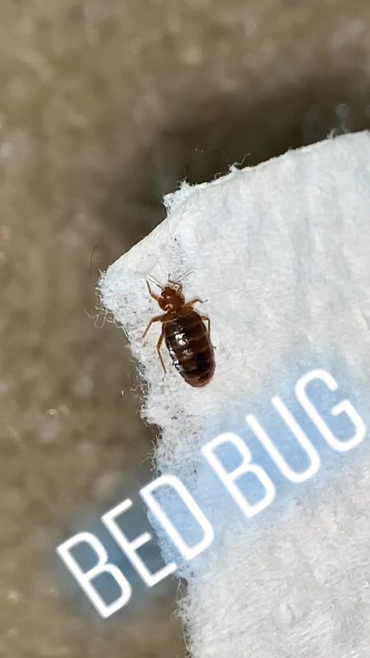 @JetCo Pest & Bed Bug Services