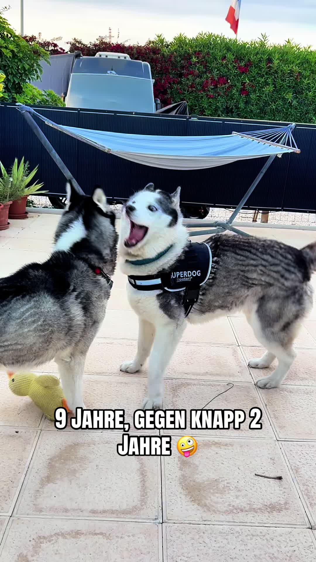 @HuskyShow