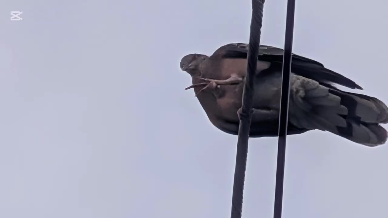 @自由人