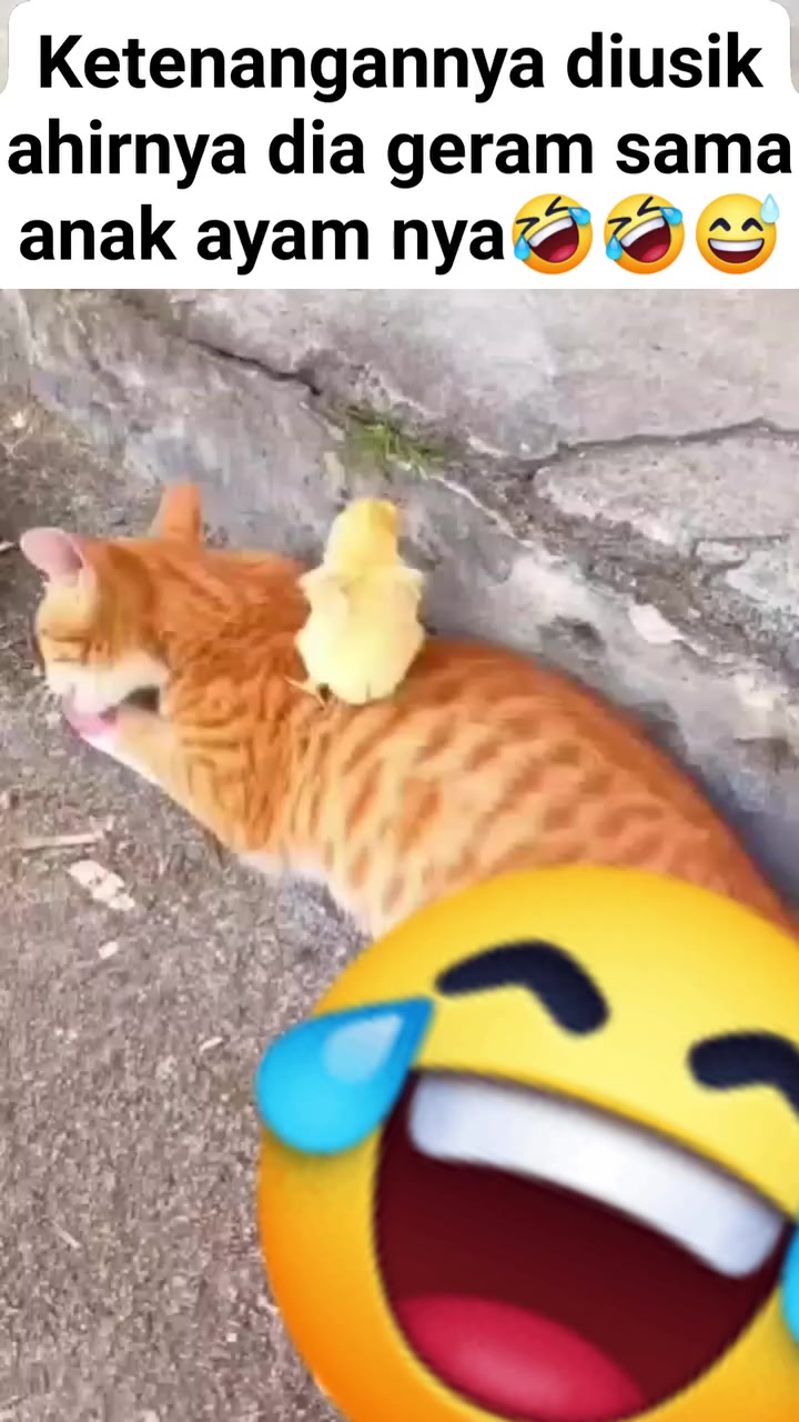 @dwikaputramahardika