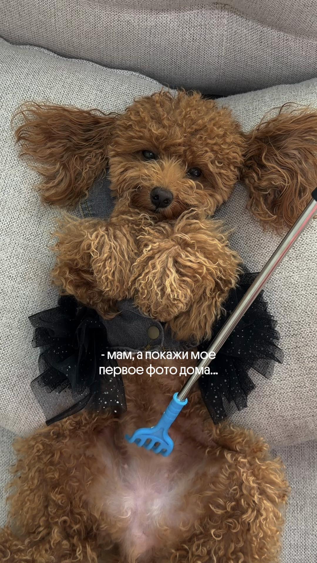 @beatrice_poodle