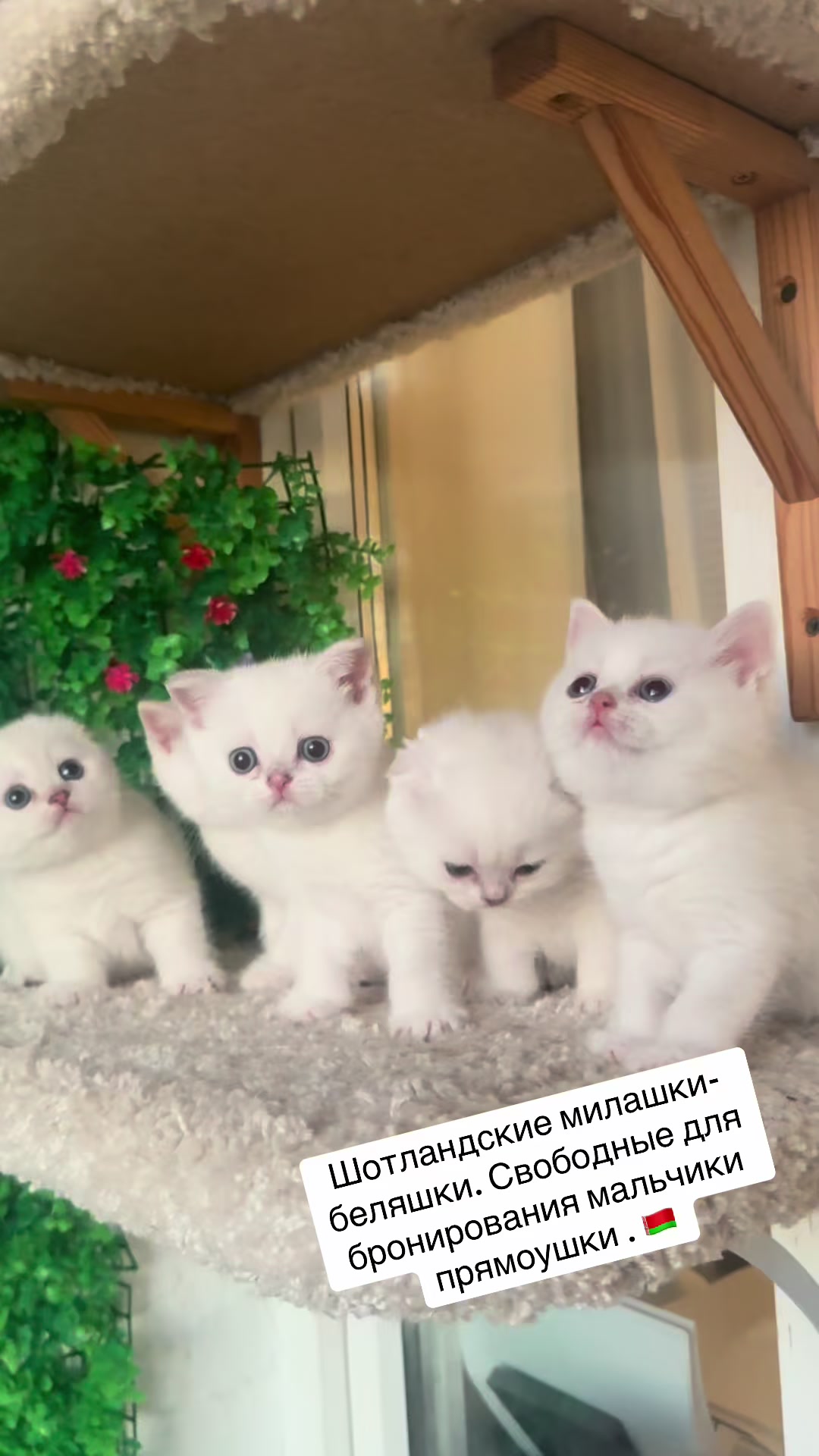 @swetlana_kittycat