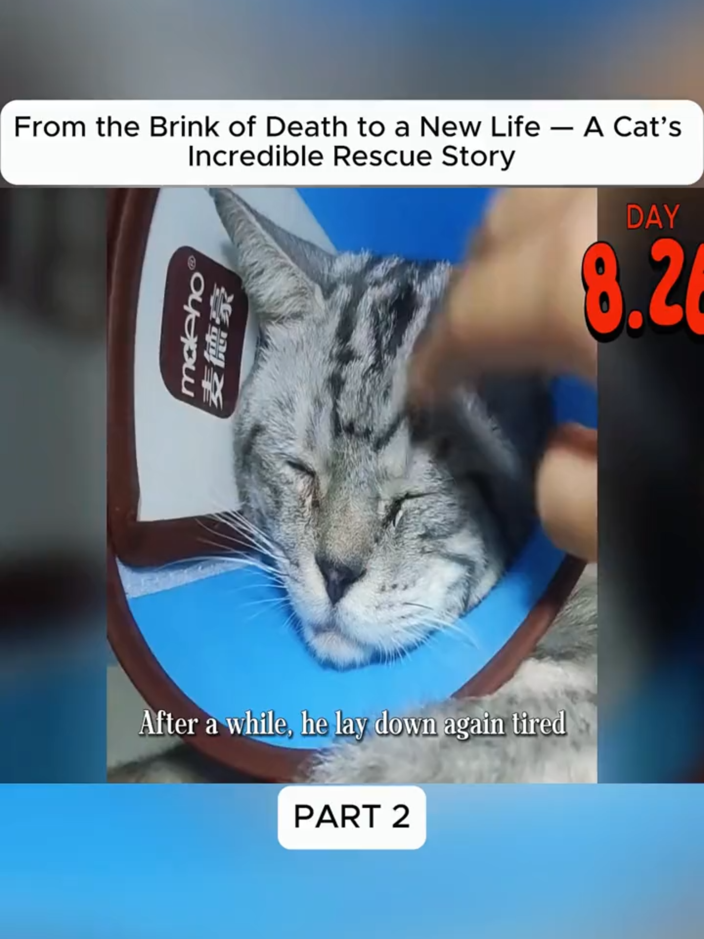 @Hope For Paws