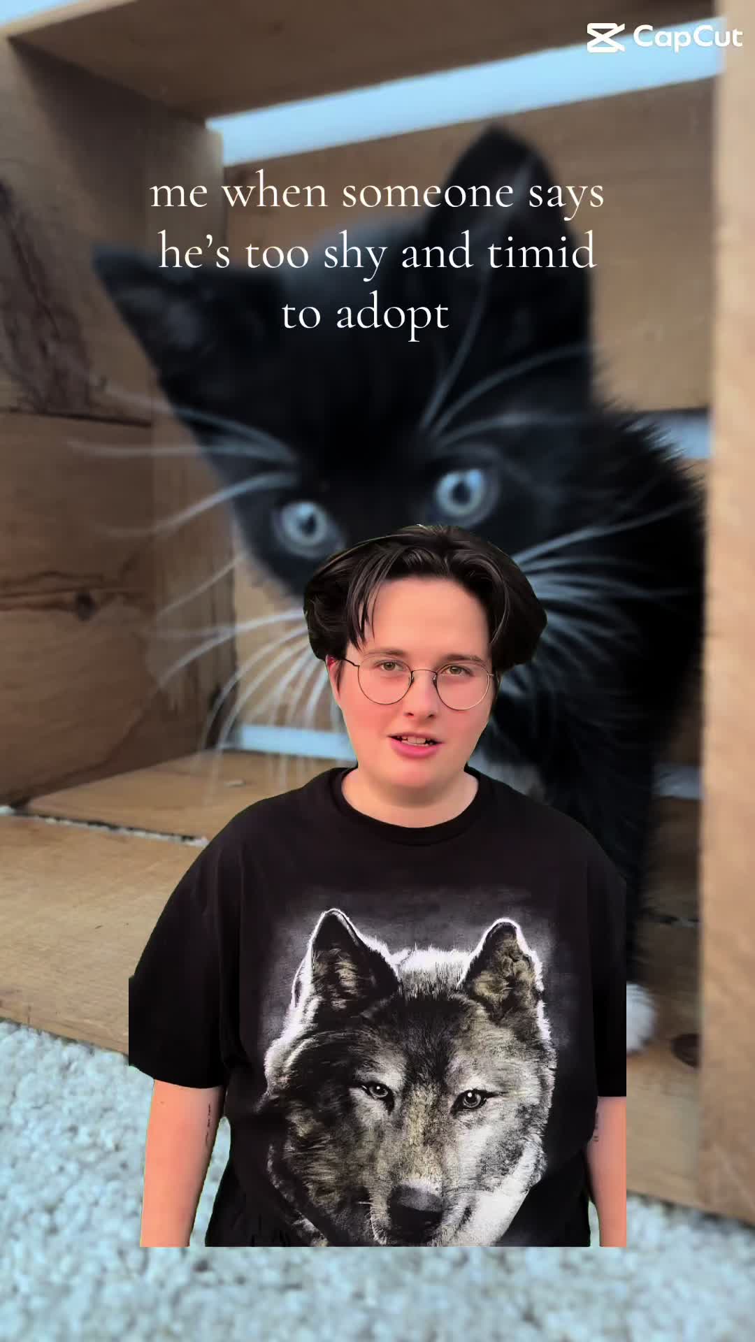 @bffs | brie’s feline friends