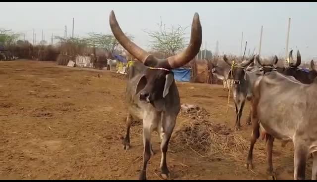 @😎H.k Rabari😎