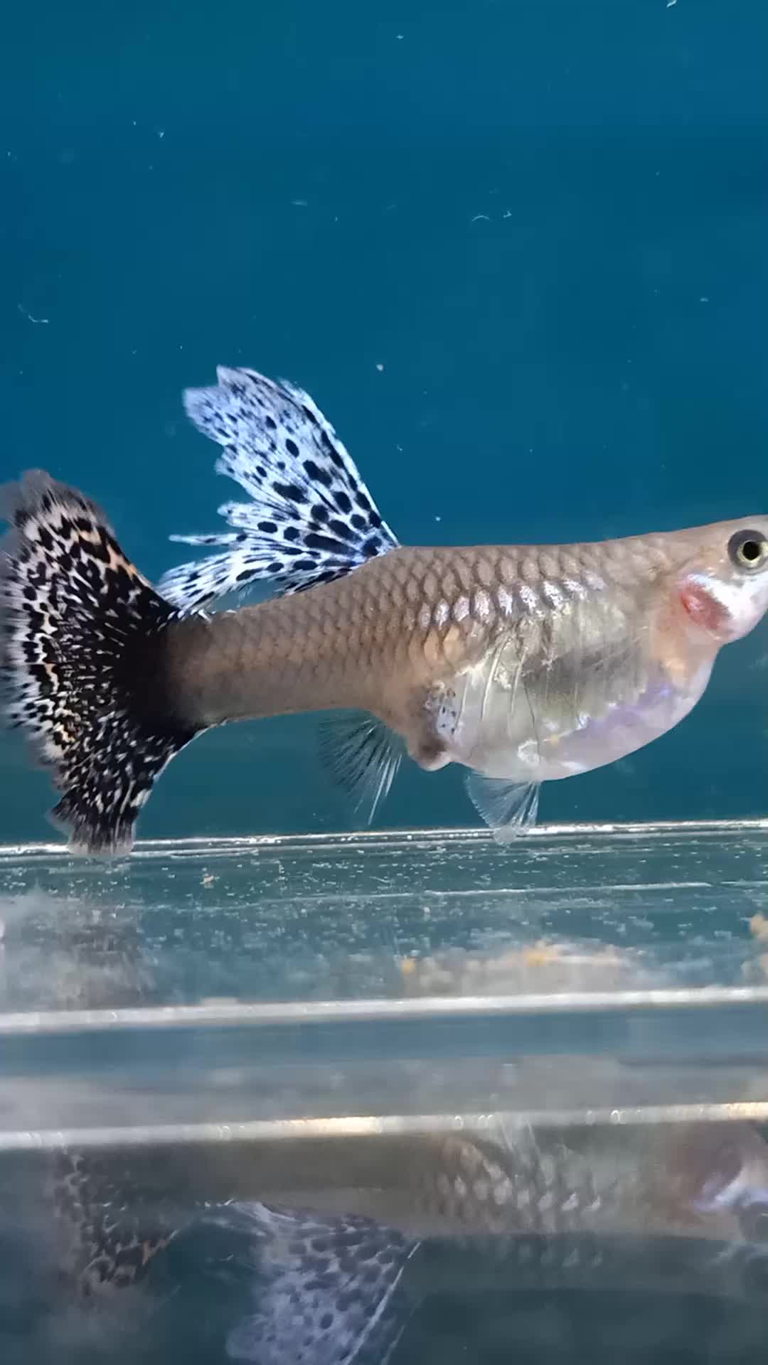 @Astra D'guppy