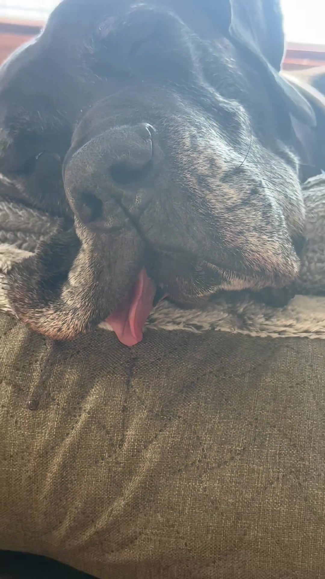 @jewelsthegreatdane