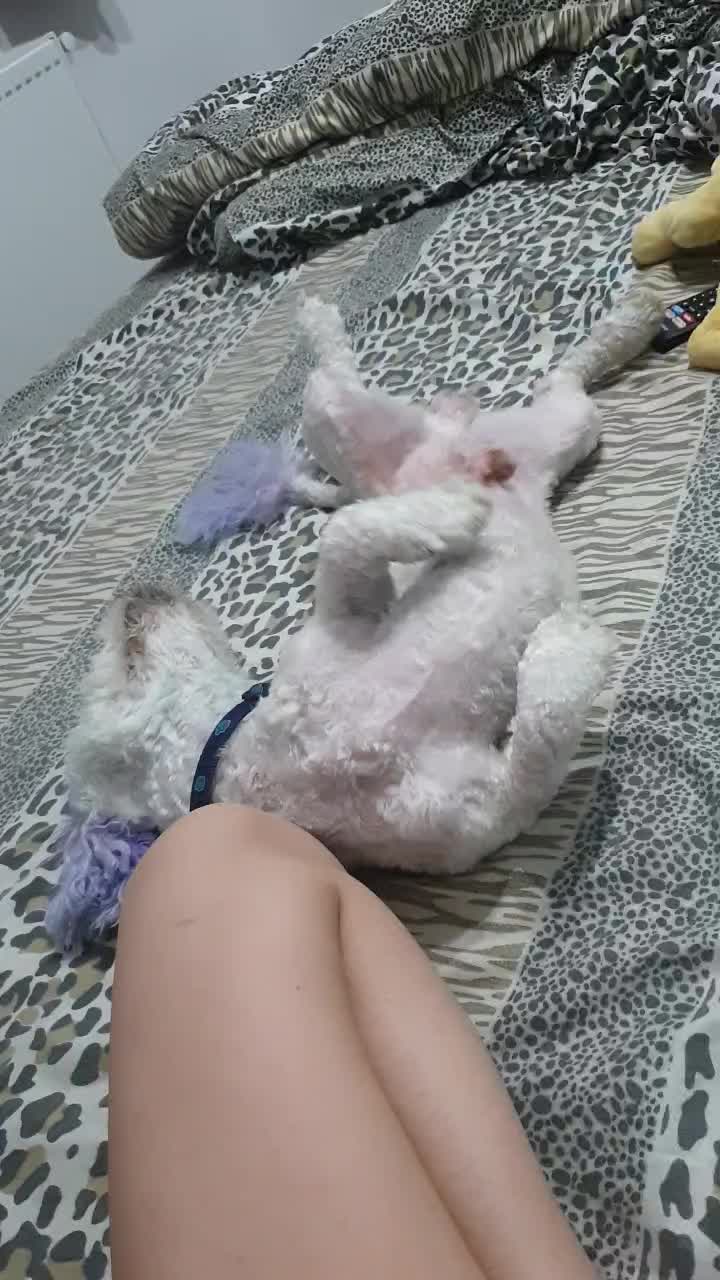 @Otto 🐶