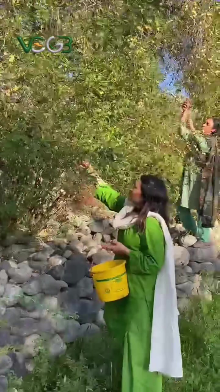@Voice Of Gilgit Baltistan