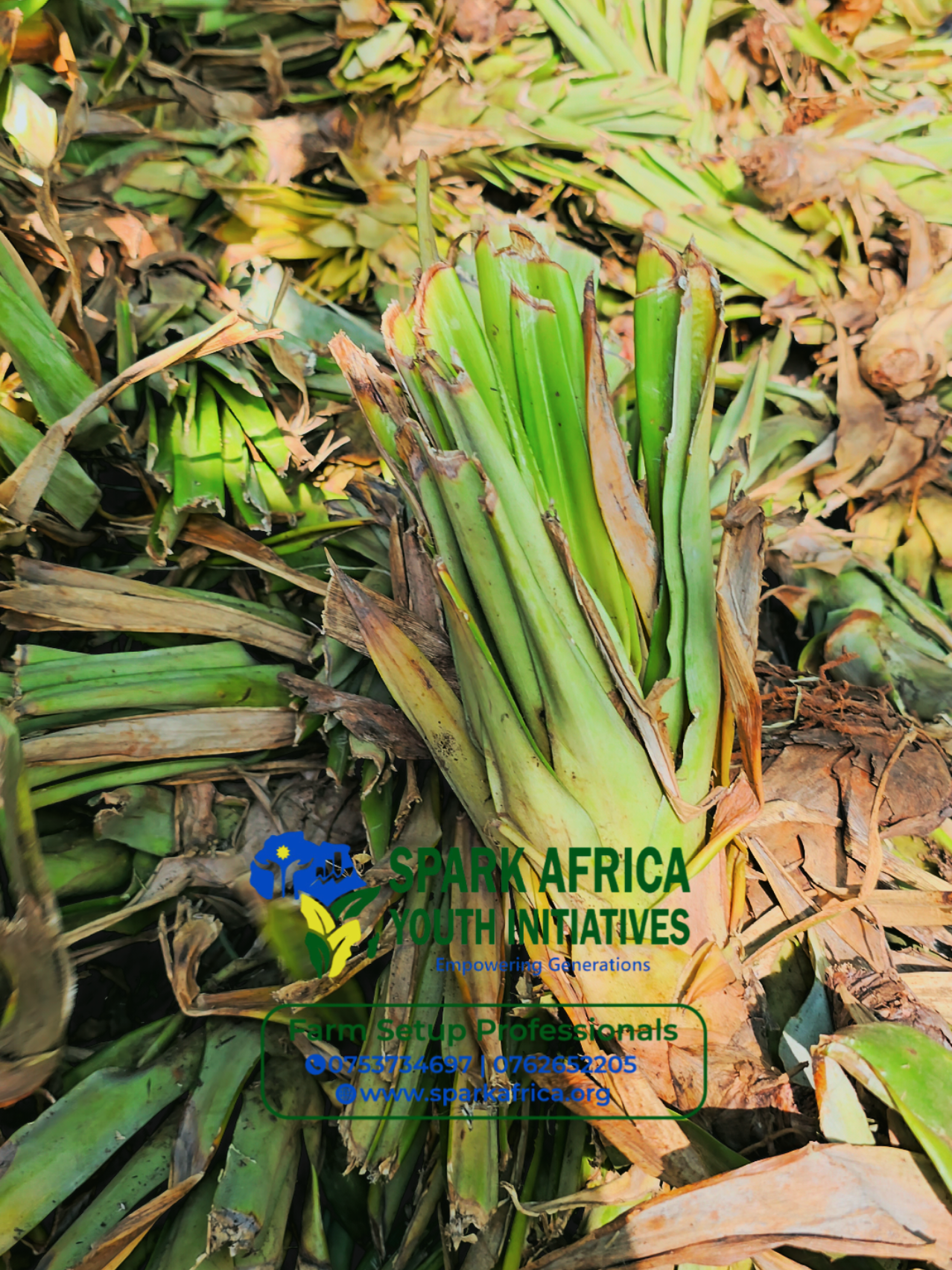 @SPARK AFRICA 1