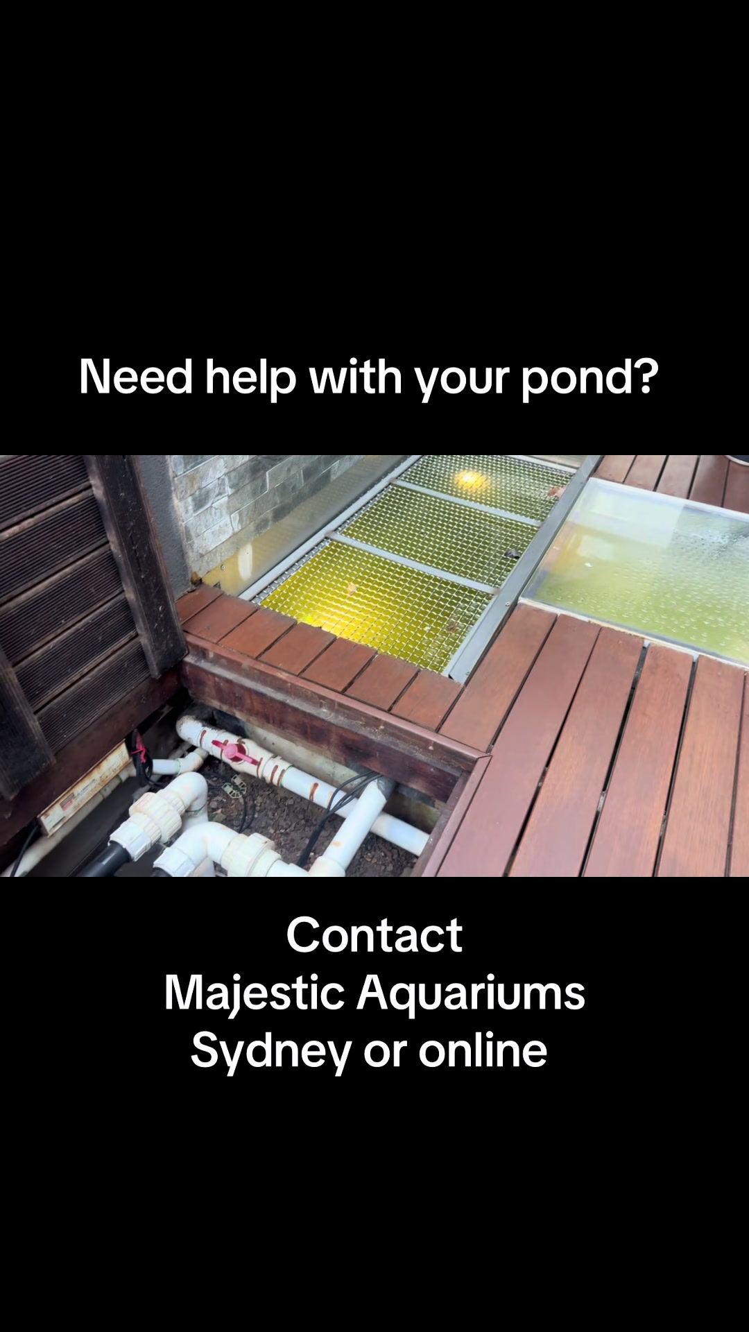@Majestic Aquariums - Sydney