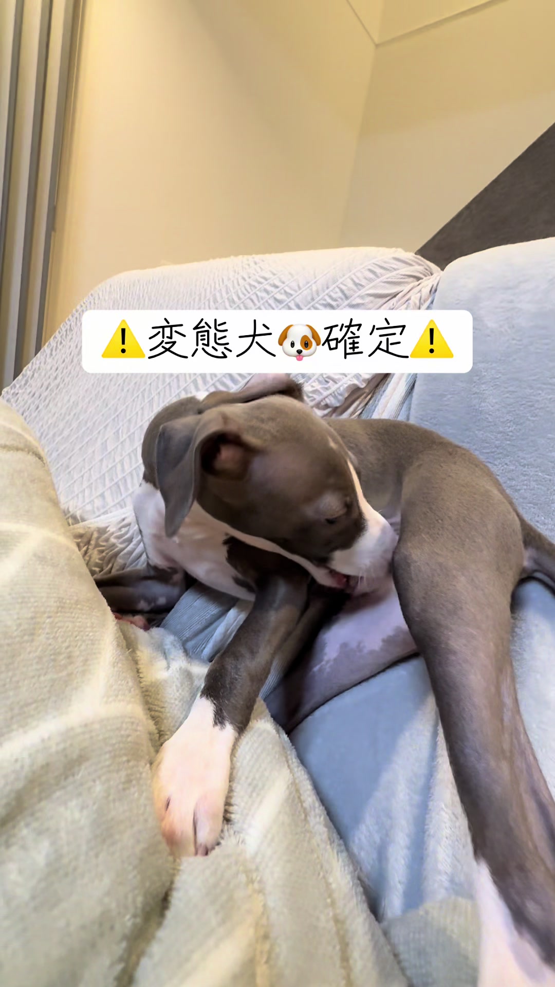 @バディーとジュニア