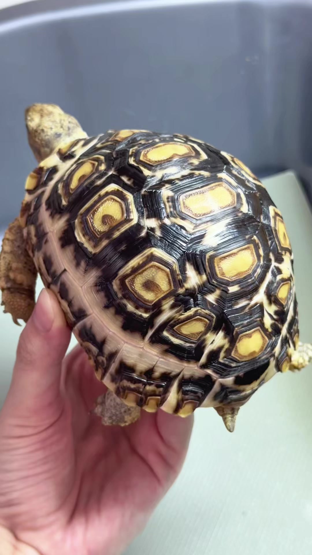 @Tortoisesworld