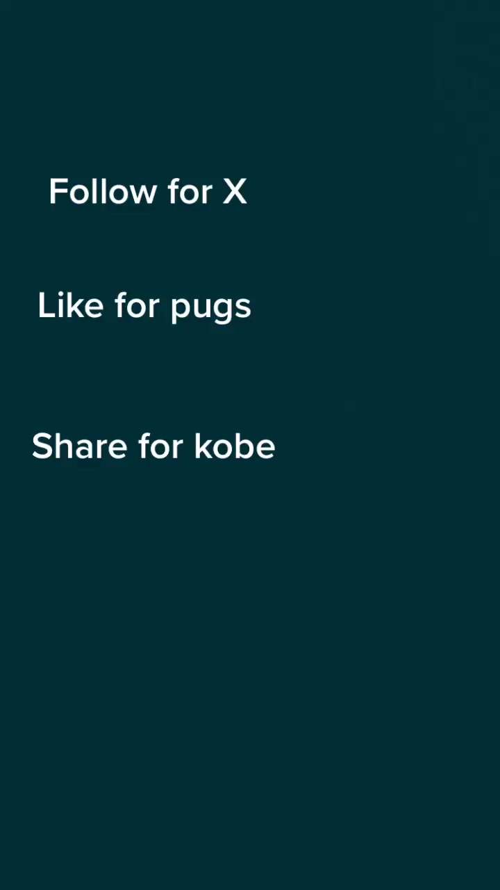 @MR PUG