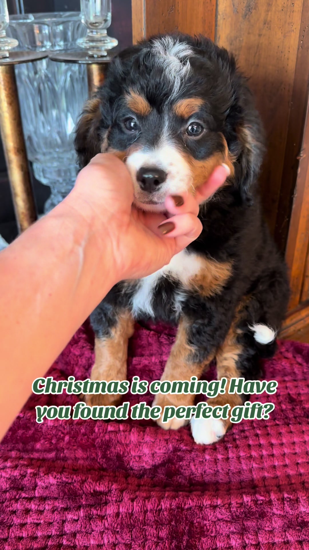 @Peachstones Bernedoodles