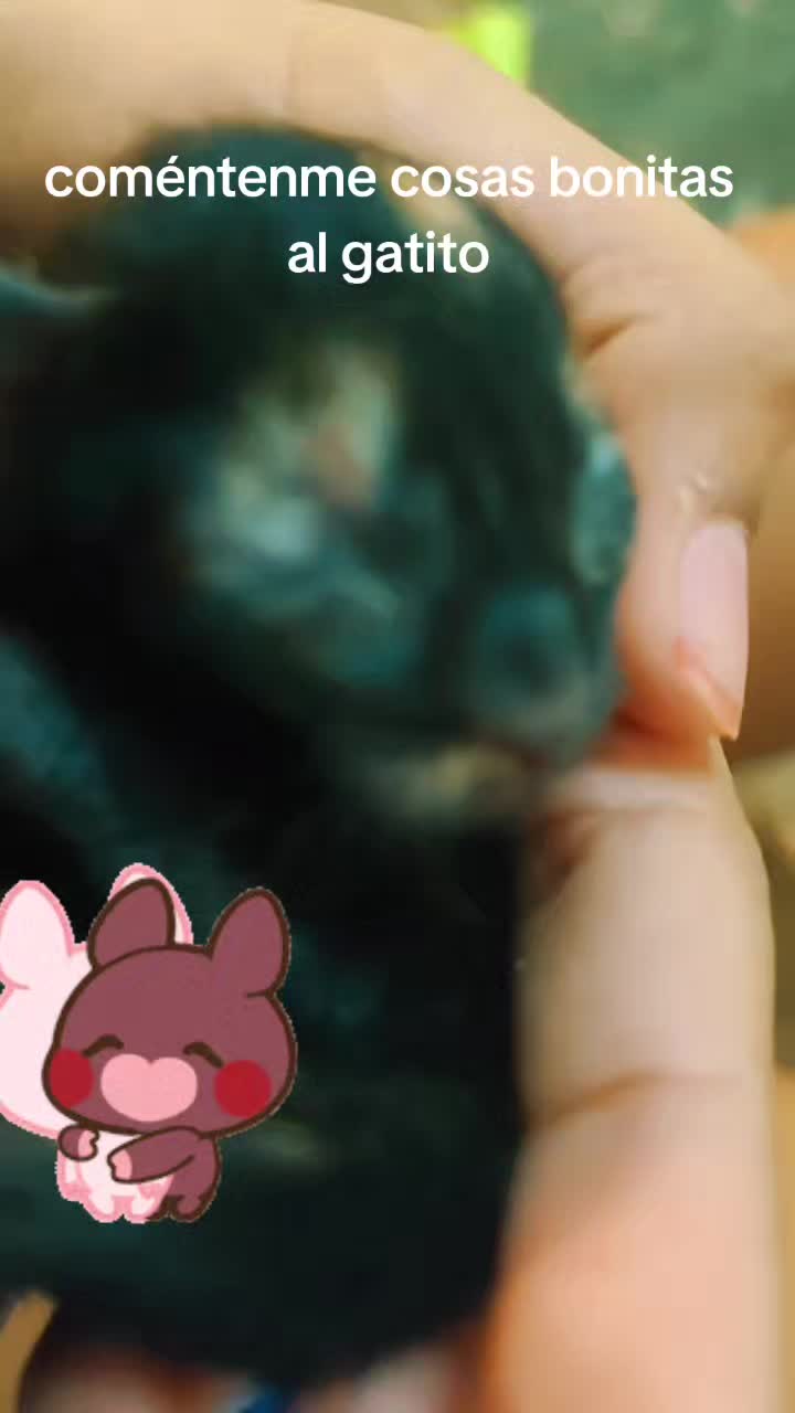 @๐๐ท๐ชป๐ซโ
_°•{Ana}โ
,°•,๐ซ๐ชป๐ท๐