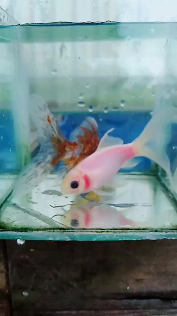 @๐ฅต?๐๐๐๐_๐๐®๐ฅต