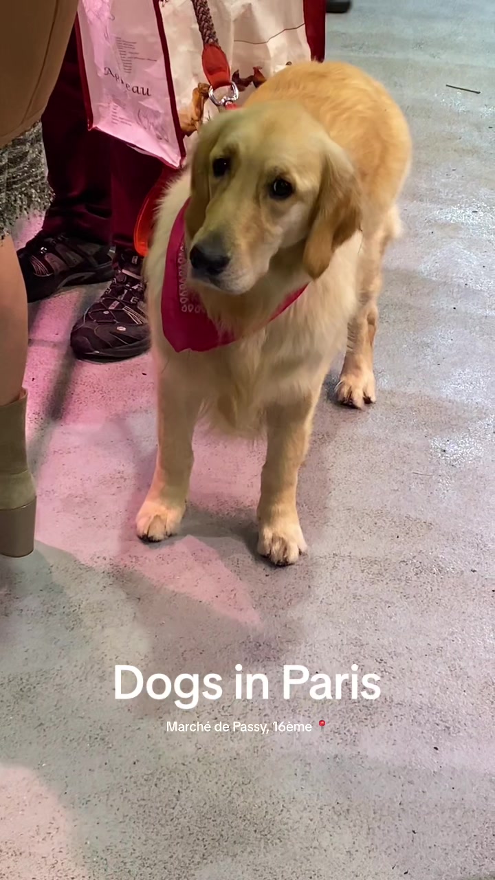 @dogs in Paris 🐶