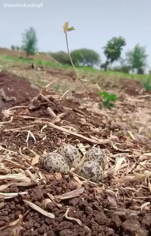 @Nufail Karalikkadan
