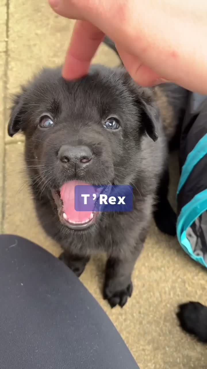 @Vonbekkas GSD