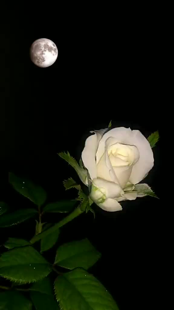 @TIMO_T2