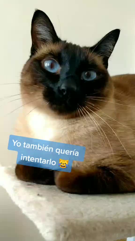 @Titan the Cat