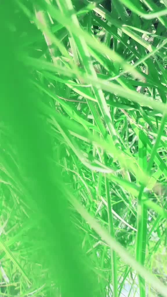 @ಚಂದನ್ ಯಡವನಹಳ್ಳಿ 1234