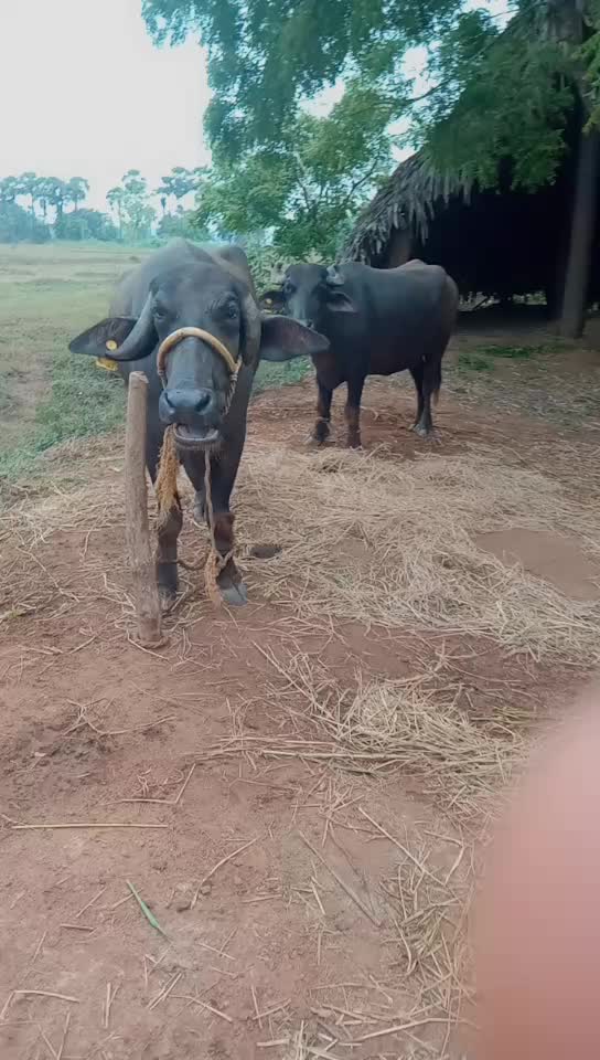 @Saladi Swamy