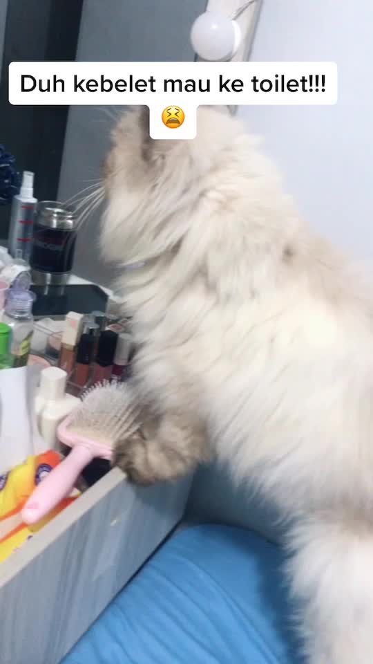 @Haqhaqcatsnfams