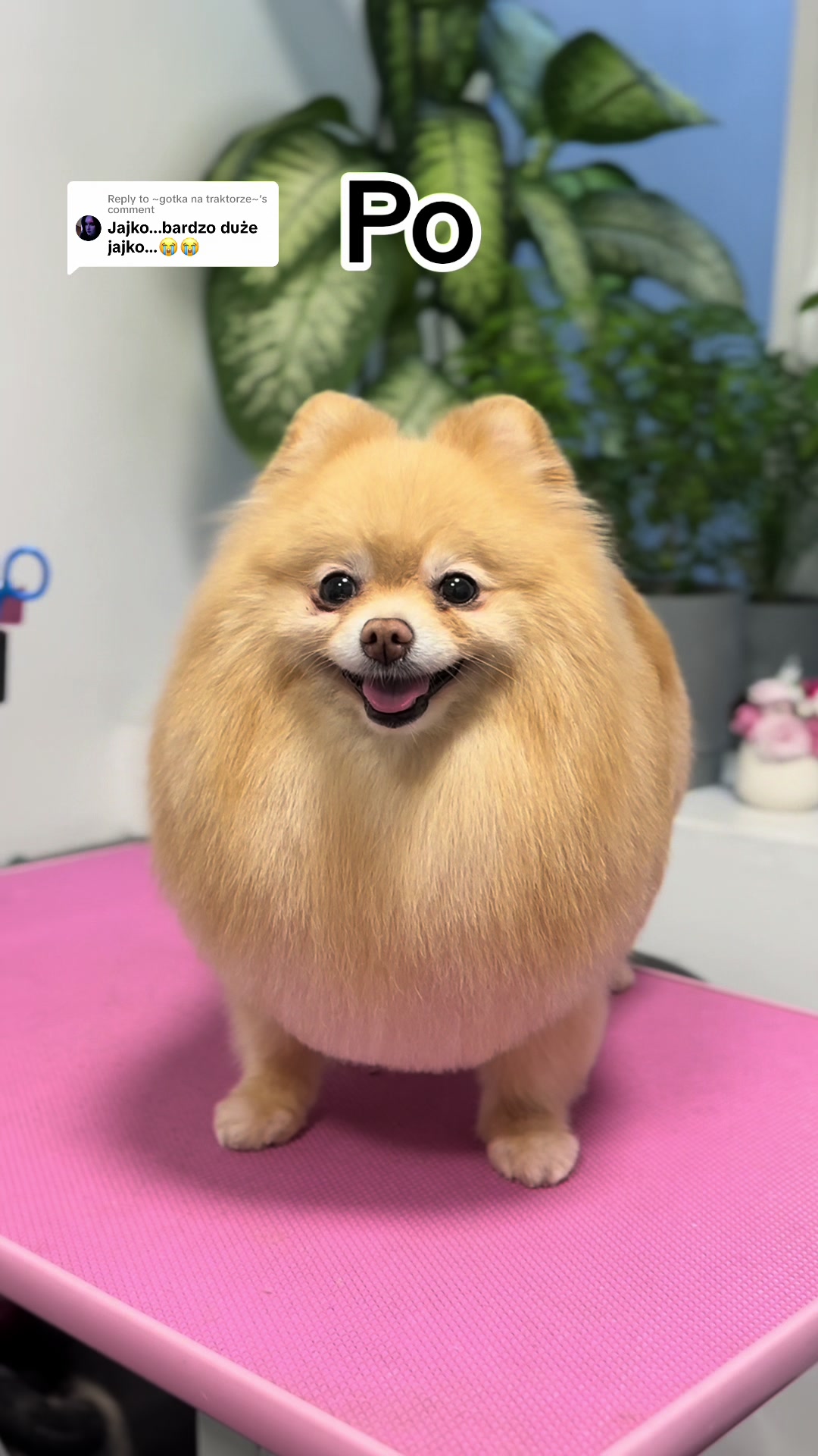 @PetStylist_Teti