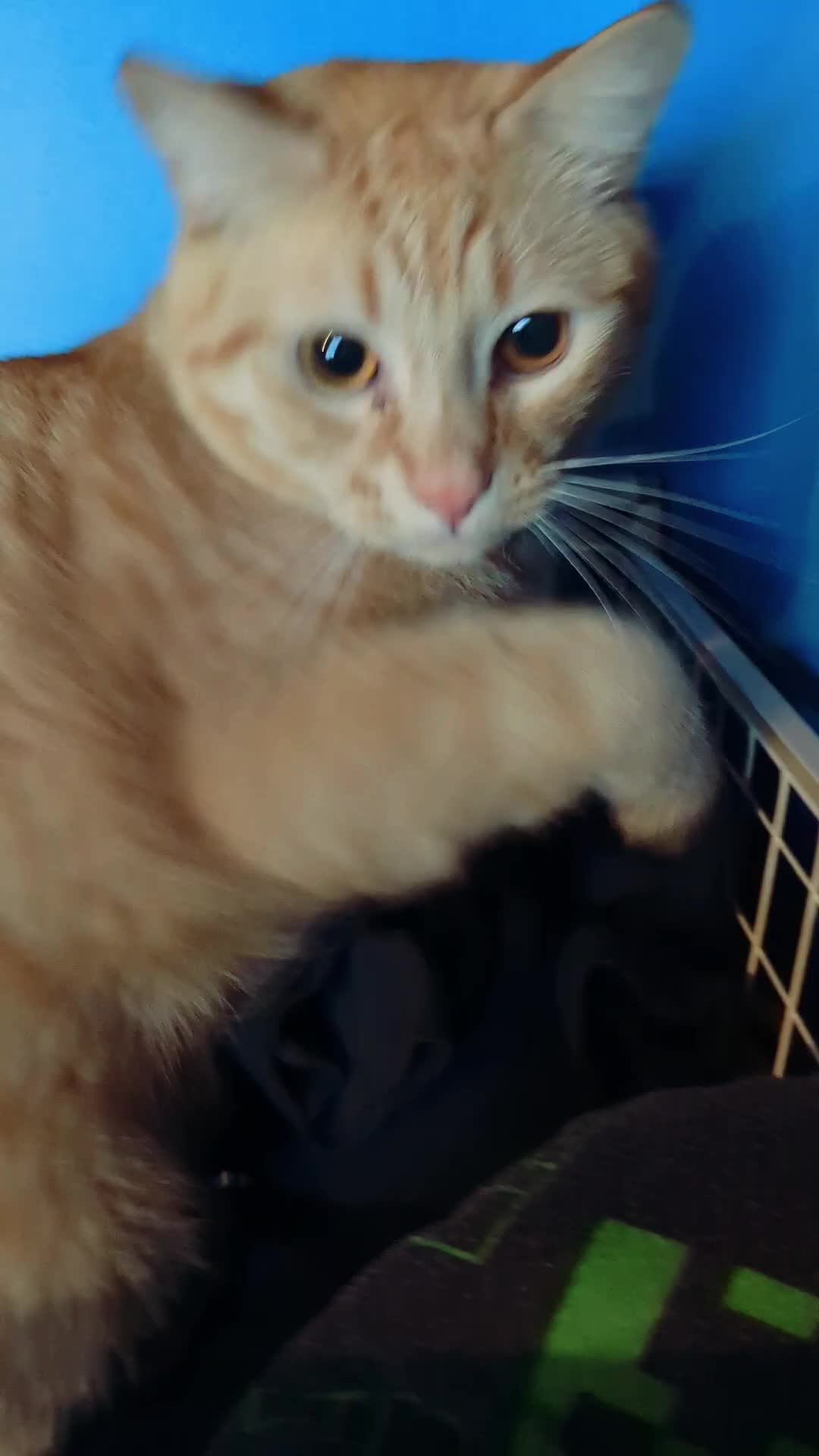 @Gingerninger_cat2021