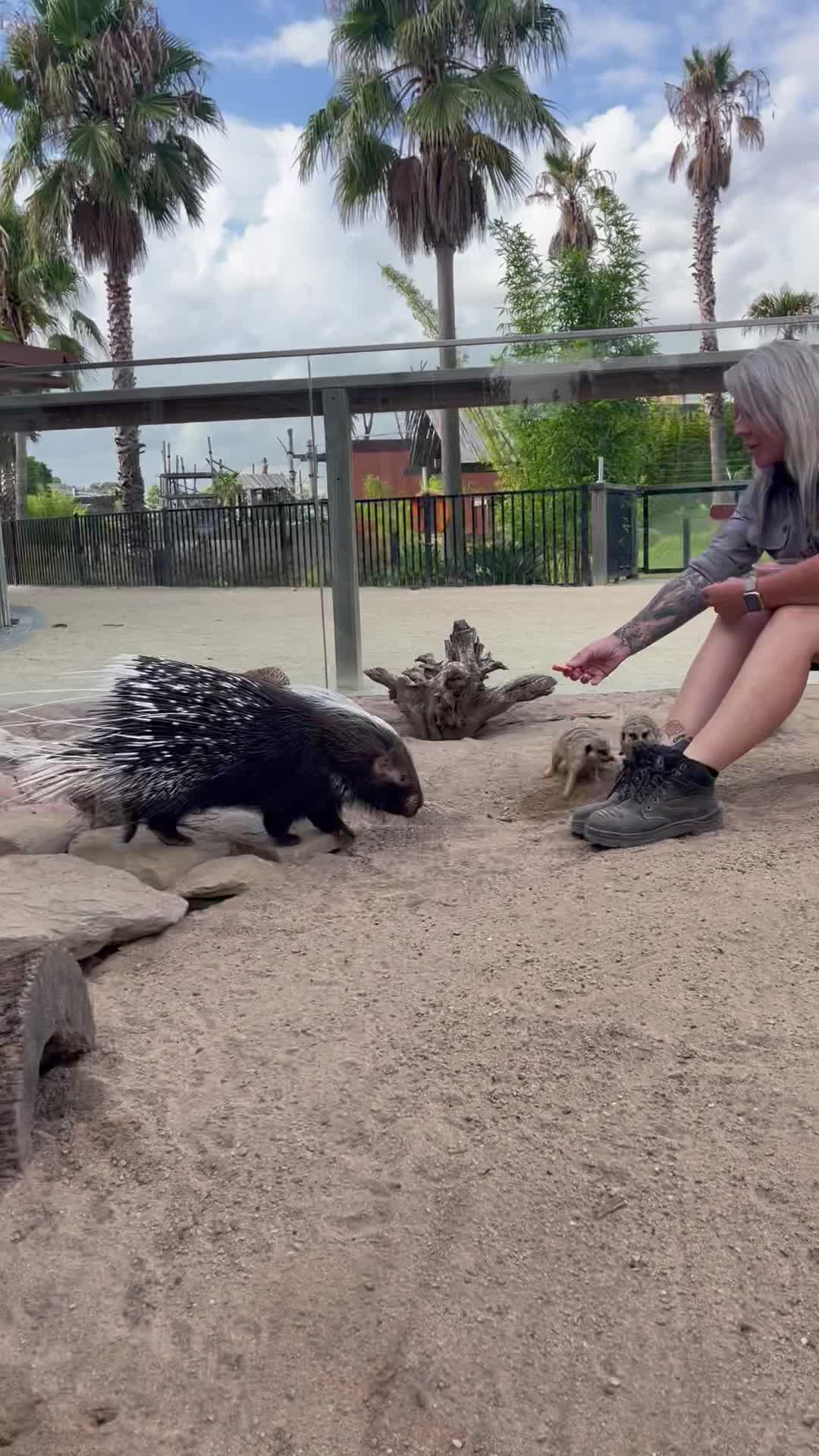 @judeszoolife