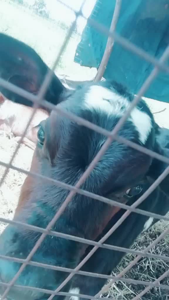 @suri nani