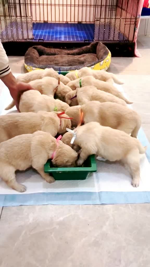 @kittenspets