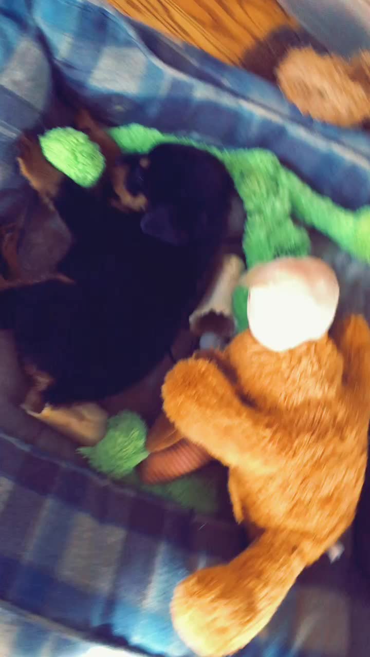@Tuckerpuppy