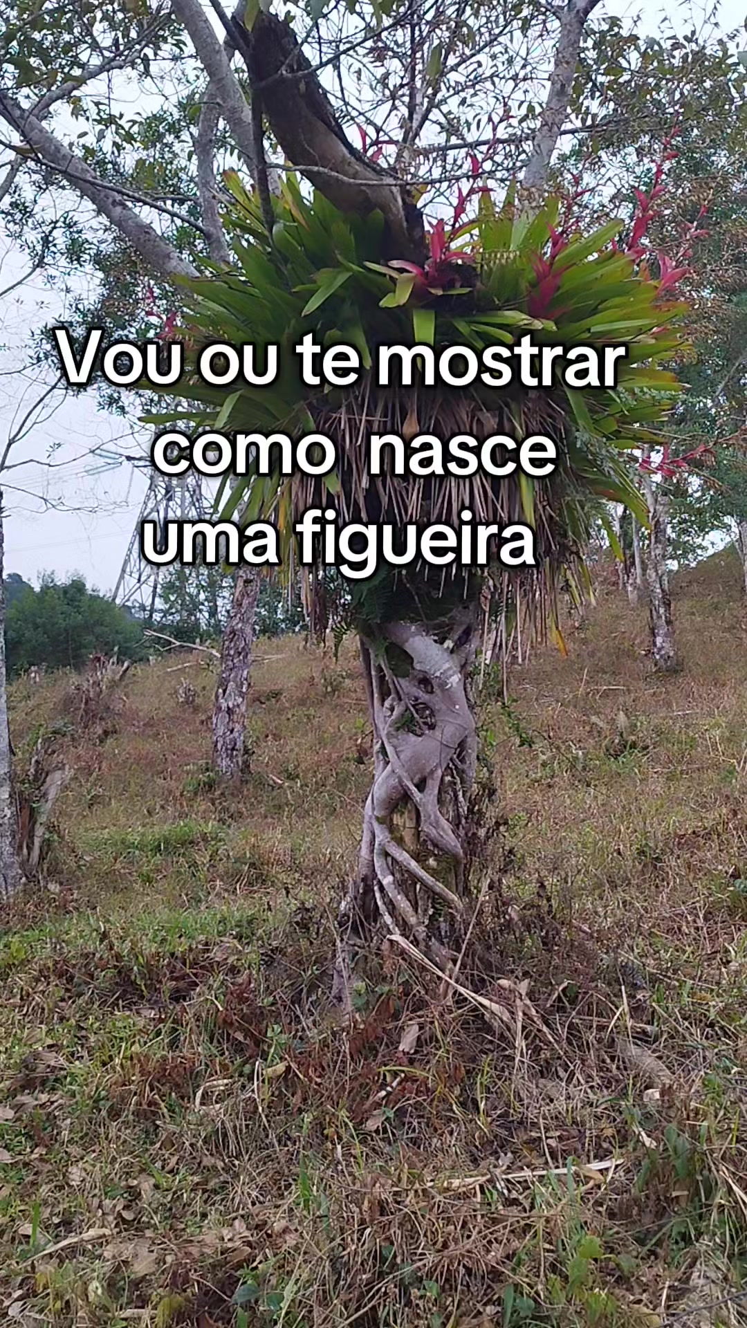 @Se Tu Bora Eu Boro 🛻