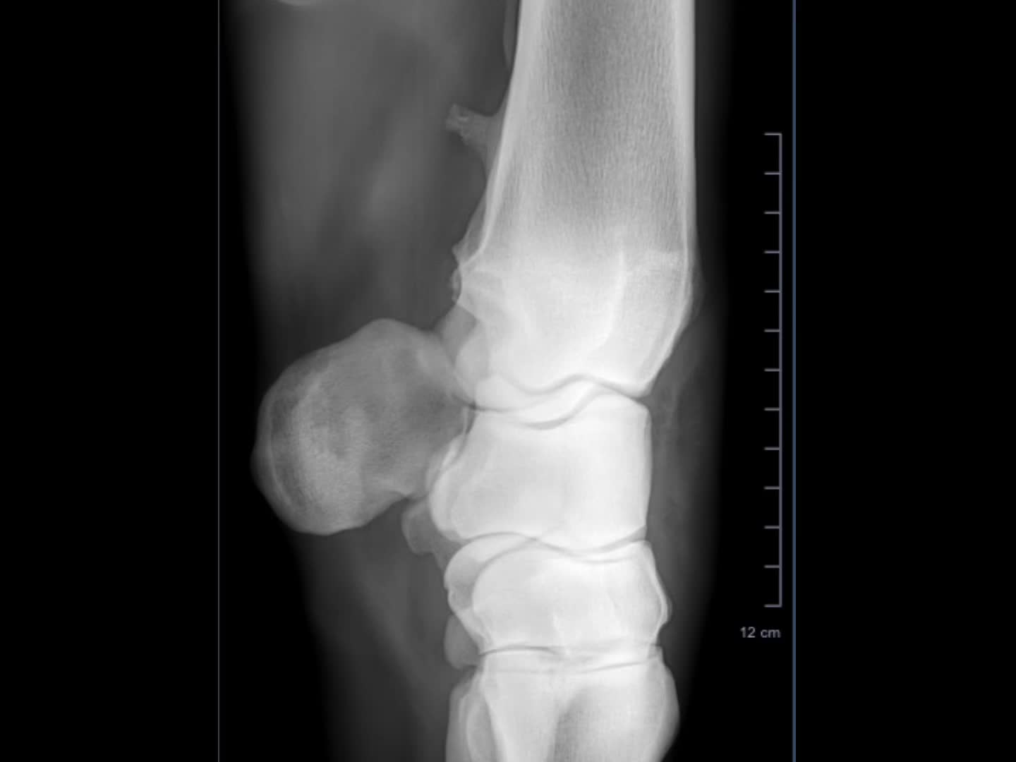 @EquineSurgeryOntario